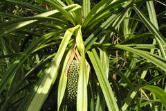 Pandanus tectorius